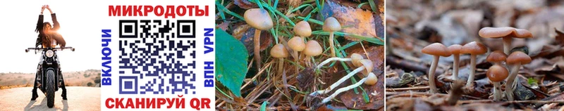 Псилоцибиновые грибы Psilocybe omg маркетплейс Барнаул